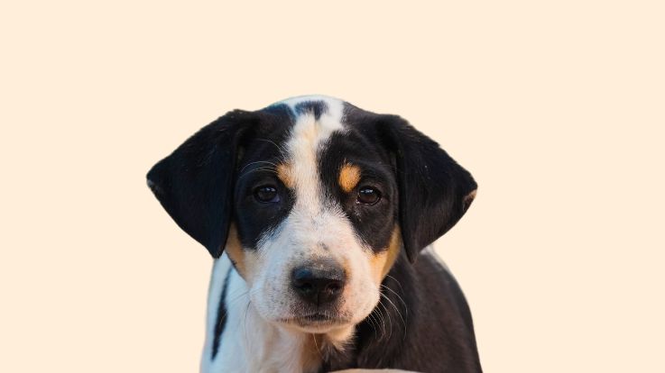 Dog names for Indian puppy